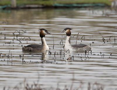 Great Crested Grebe