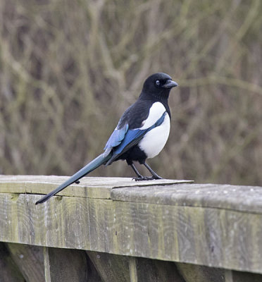Magpie