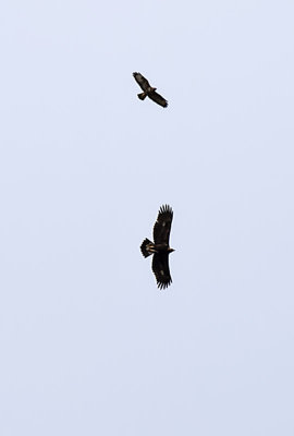 Golden Eagle
