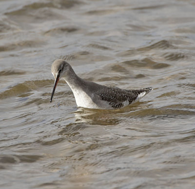 Spotted Redshank