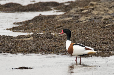 Shelduck