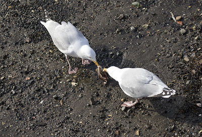Herring Gull