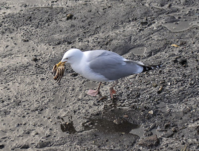 Herring Gull