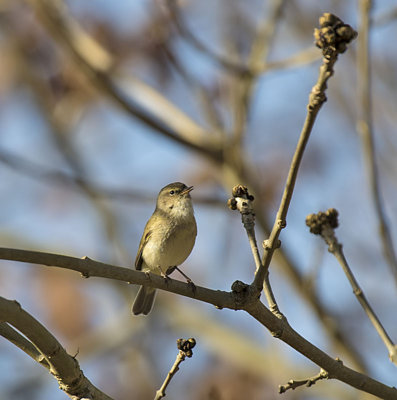 Chiffchaff