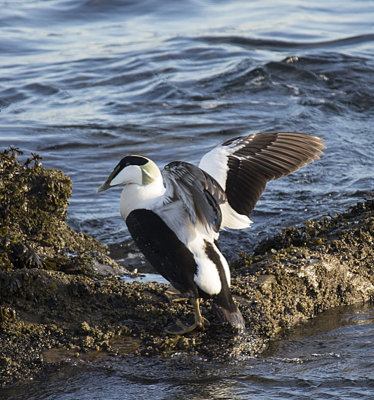 Eider