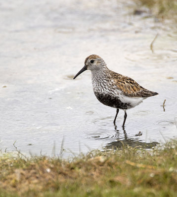 Dunlin
