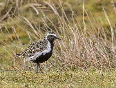Golden Plover