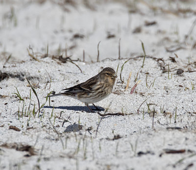 Twite