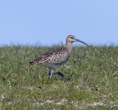 Whimbrel