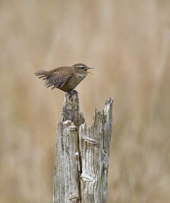 Wren