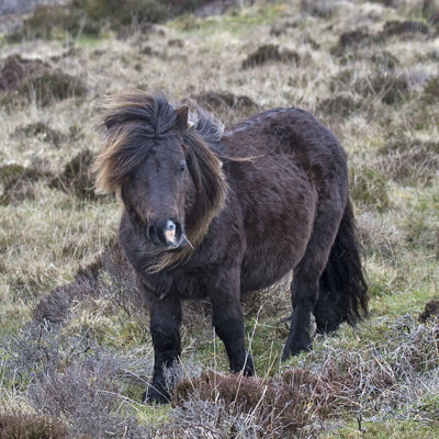 Eriskay Pony