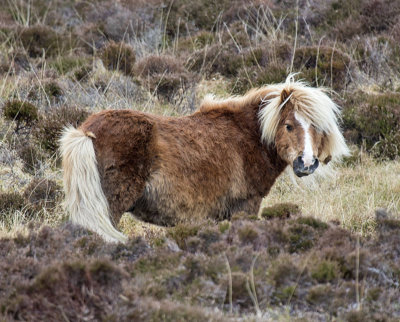 Eriskay Pony