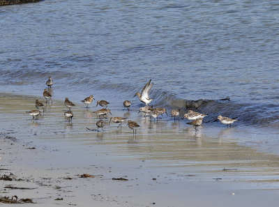 Dunlin