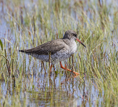 Redshank