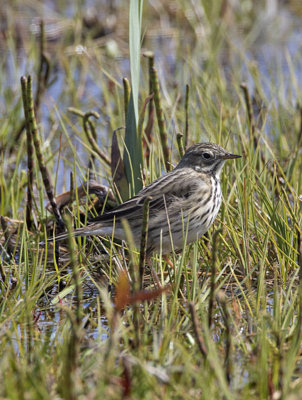 Meadow Pipit