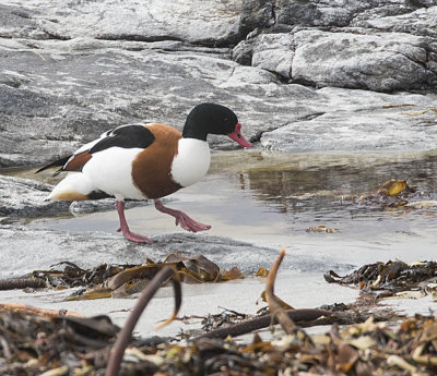Shelduck
