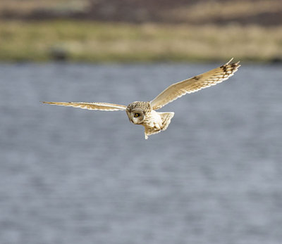 Short-eared Owl