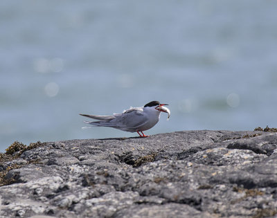 Common Tern