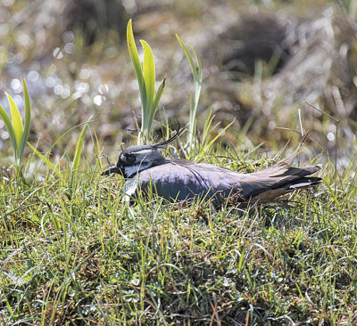 Lapwing