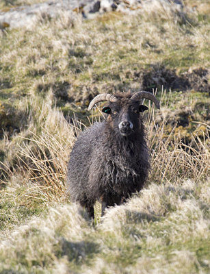Hebridean Sheep