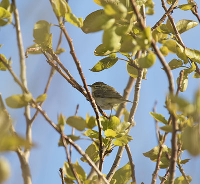  Willow Warbler