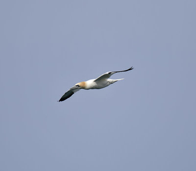 Gannet