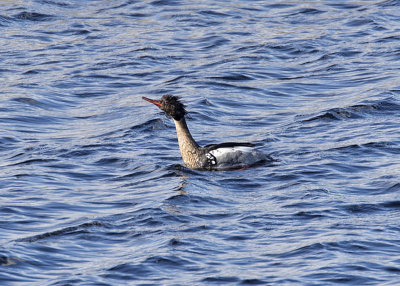 Red-breasted Merganser