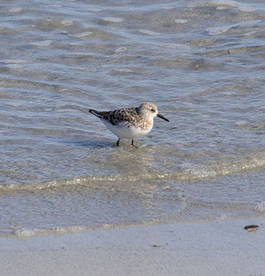 Sanderling