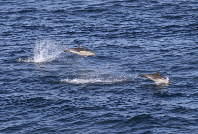 Bottlenose Dolphins