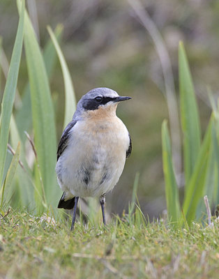 Wheatear