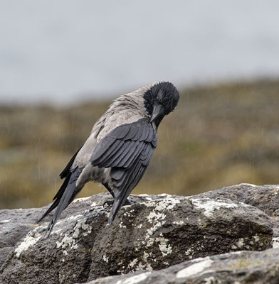 Hooded Crow