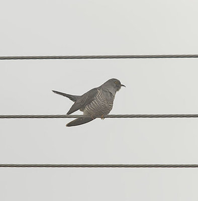 Cuckoo