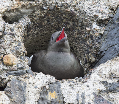 Black Guillemot