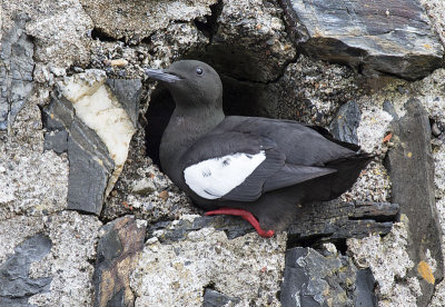 Black Guillemot