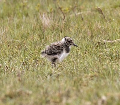 Lapwing