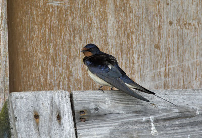Swallow
