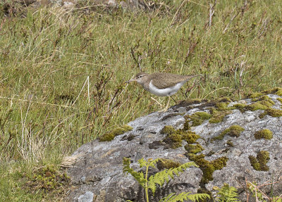 Common Sandpiper