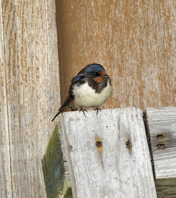 Swallow