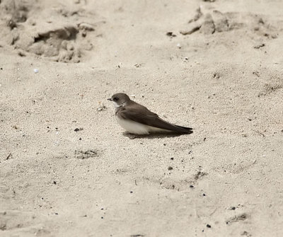Sand Martin