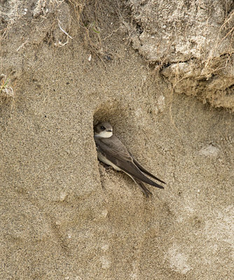 Sand Martin