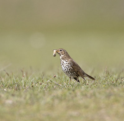 Song Thrush