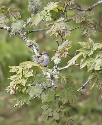 Spotted Flycatcher
