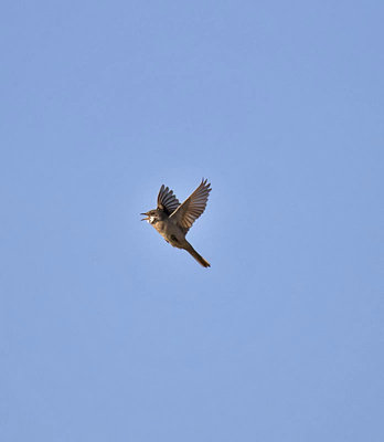 Whitethroat