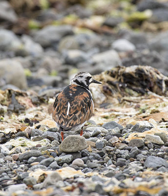 Turnstone