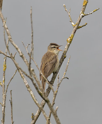Sedge Warbler
