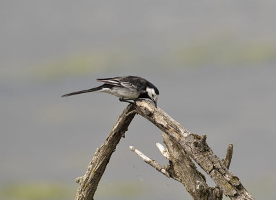 :: Pied Wagtail ::