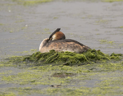 Great Crested Grebe