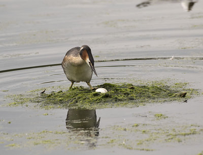 Great Crested Grebe