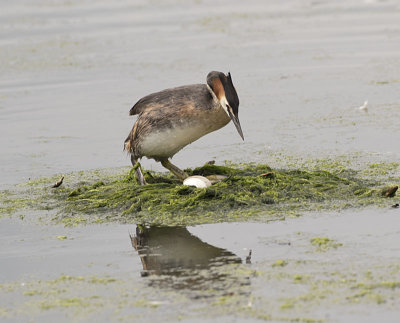 Great Crested Grebe