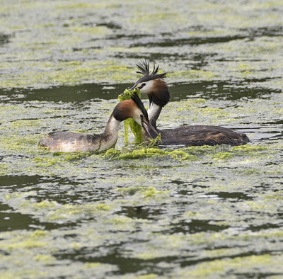 Great Crested Grebe